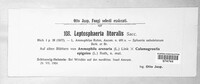Leptosphaeria littoralis image